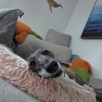 Photo of Ruby, The Greyhound