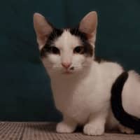 Photo of Hercule Poirot