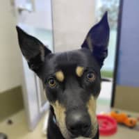 Photo of Banjo