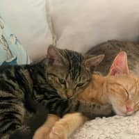 Photo of Ziggy & Bowie