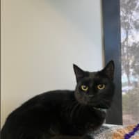 Photo of Midnight Maccas Run