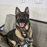 Photo of Lyra