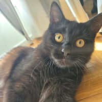 Photo of Nyx