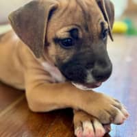 Photo of Rusty/Pumpkin Spice