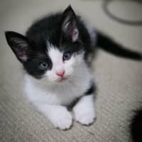 Photo of Meatball, Ziggy, Oreo & Chip