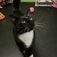 Photo of Maverick