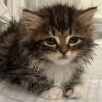 Photo of Lily