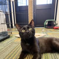Photo of Shadow