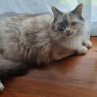Photo of Gigi   6 Year Old Ragdoll