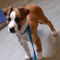 Photo of Rogue (Tuff)