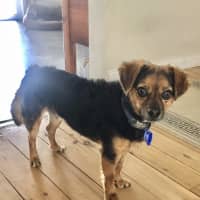 Photo of Barney   3 Year Old Chihuahua X Terrier