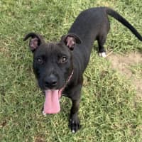 Photo of Lyric Imp 311