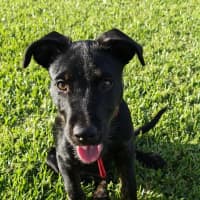 Photo of Oscar   4 Month Old Kelpie X Wolfhound
