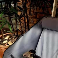 Photo of Diego   3 Month Old Staffy X Pug (Trial