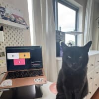 Photo of Milo
