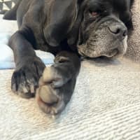 Photo of Paco   4 Year Old Puggle 