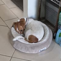 Photo of Rue   18 Month Old Jack Russell X