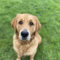 Photo of Whiskey
