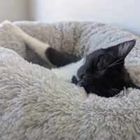 Photo of Jj   4 Month Old Domestic Short Hair