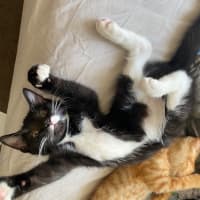 Photo of Leto **2nd Chance Cat Rescue**