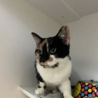 Photo of Violet