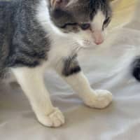 Photo of Pepsi