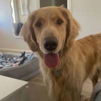 Photo of Basil