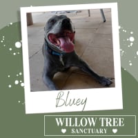 Photo of Bluey