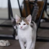 Photo of Flash