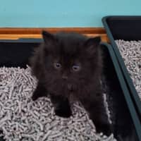 Photo of Fluffy Wuffy