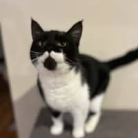 Photo of Bat Boy   Available At Pet Quarters Rutherford