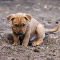 Photo of Teddy