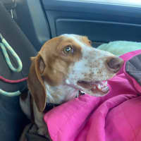 Photo of Coco