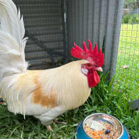 Photo of Herbert