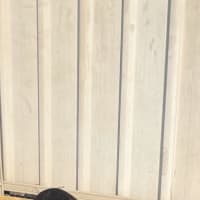 Photo of Cash & Casino   4 & 2 Year Old Boston Terriers