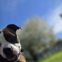 Photo of Tank