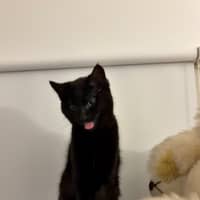 Photo of Jiji Mewell