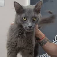 Photo of Delilah (9962)