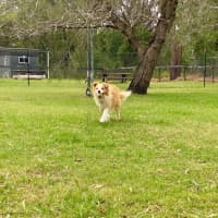 Photo of Ollie The Collie