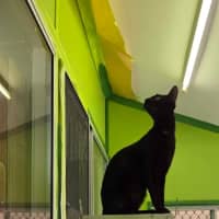 Photo of Meowthew