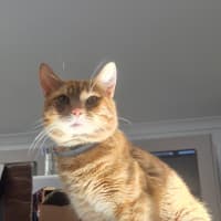 Photo of Tommy (9977)