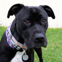 Photo of Gracie