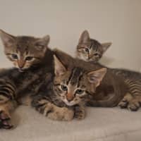 Photo of Nutmeg