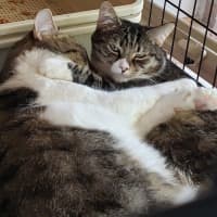 Photo of Muffin And Boofus