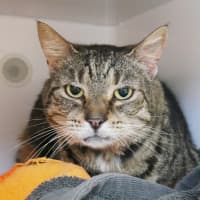 Photo of Diamond Sua012830