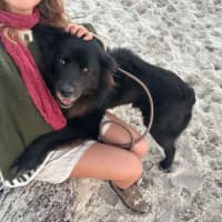 Photo of Bear