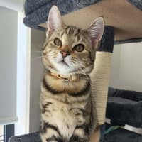 Photo of Sapphire