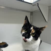 Photo of Cookie