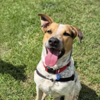 Photo of Rusty