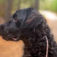 Photo of Kozzy 